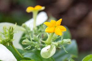 Wilhelma präsentiert die botanischen Schätze von Palau